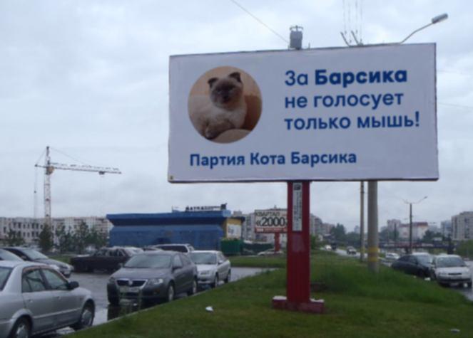 Кот-политик набрал более 90% голосов