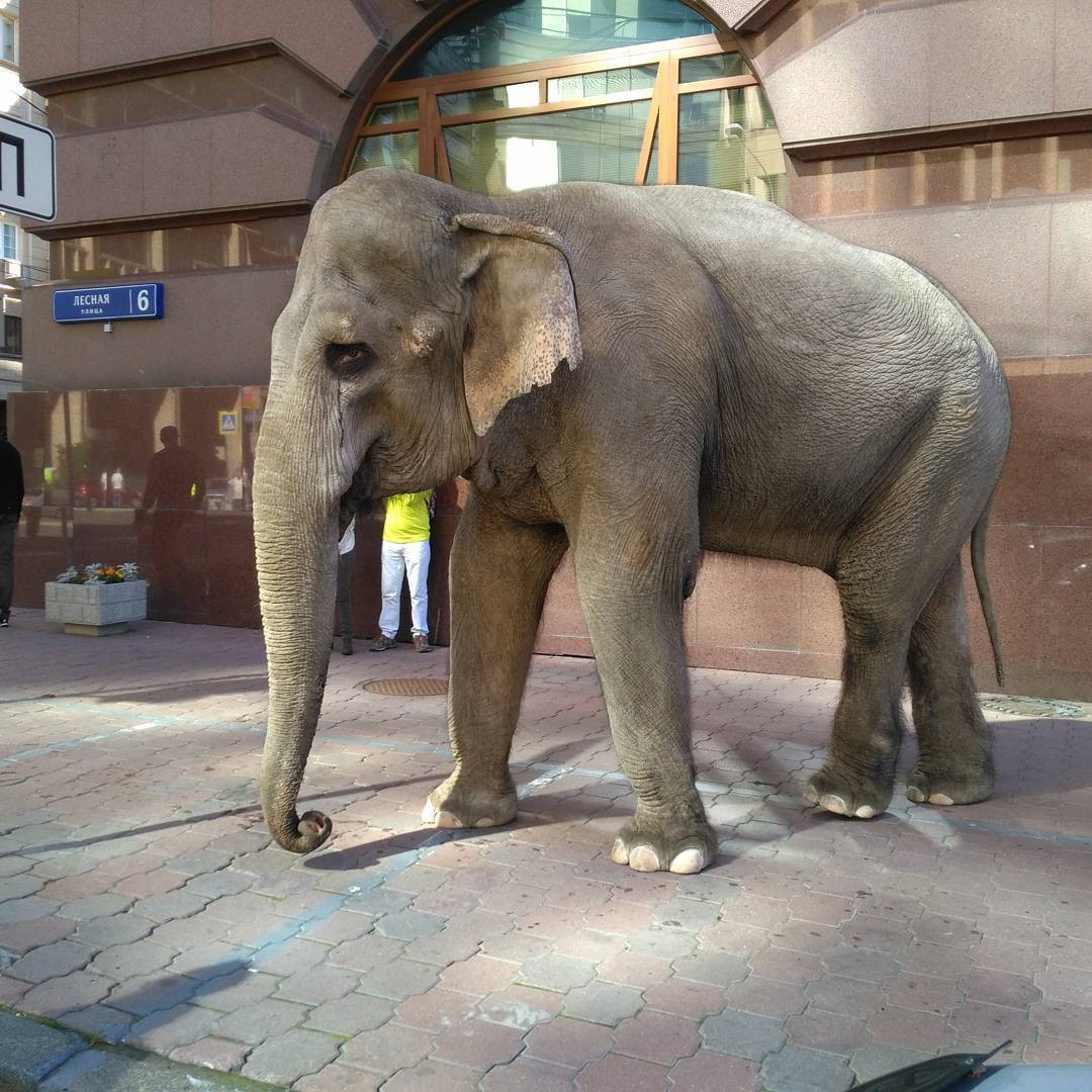 Elephant present. Слон в Москве. Слон настоящий. Слон на улицах Москвы. Слон в Москве по улицам.