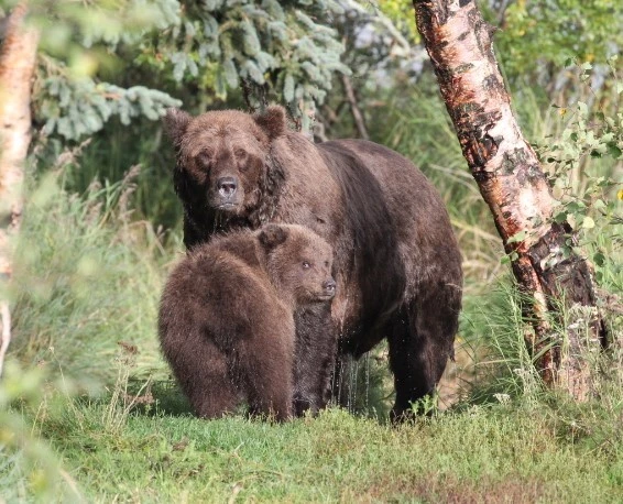 «Неделя толстых медведей» начинается на Аляске